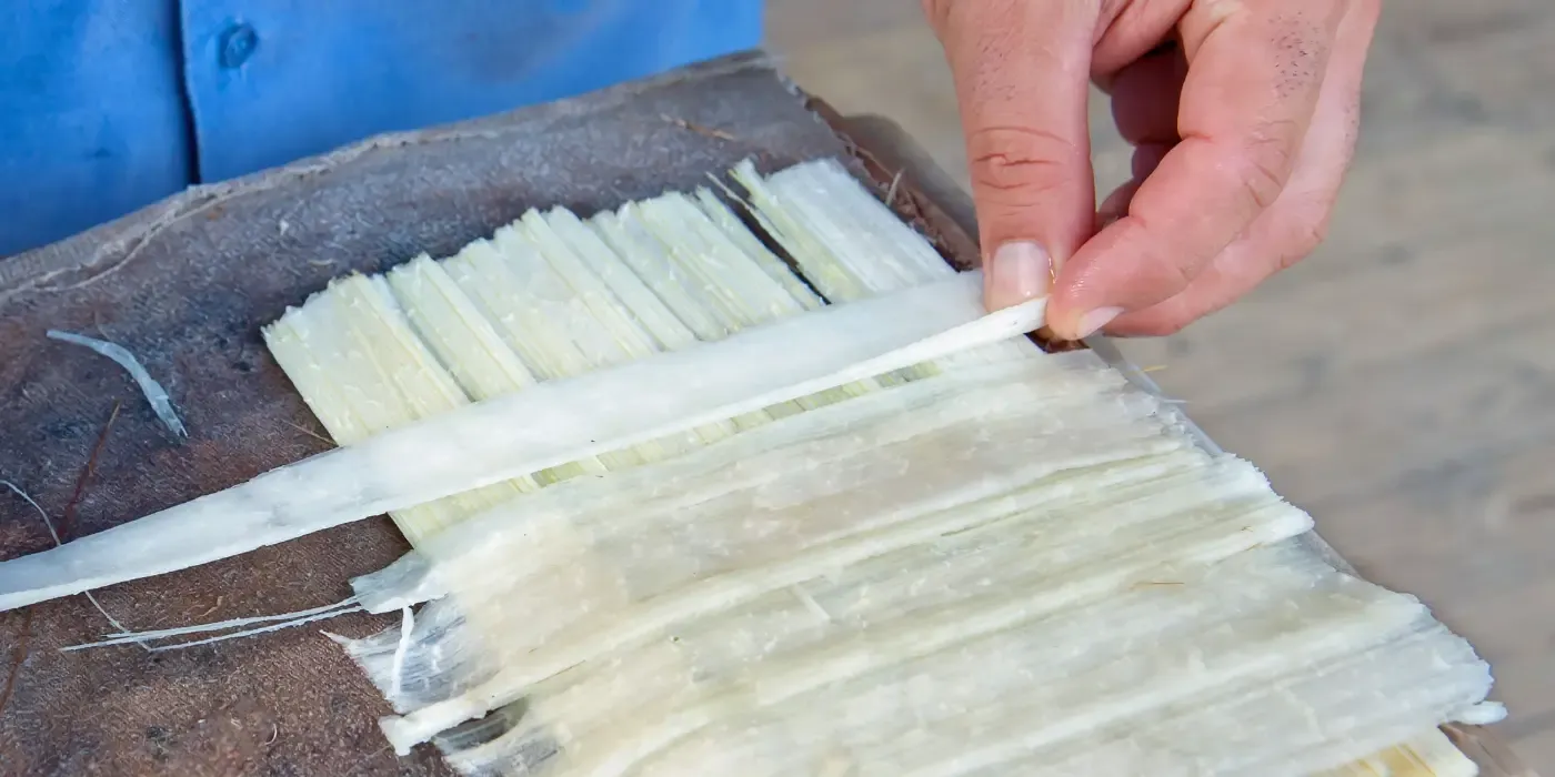 Fabricación casera de papiro: paso a paso - Fabricación casera de papiro en clase: proyecto y práctica
