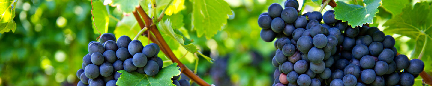 Römischer Wein Weintrauben Reben Antike Rebsorten dunkel...