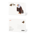 Bald Eagle postcard kit