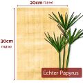 Hojas de papiro 30x20cm, cortadas, papiro natural de Egipto
