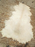 Parchment sections, real animal skin goat/sheep