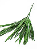 Papiro planta 2 tallos reales natural secado 40-50cm