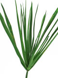 Planta de papiro 2 tallos secos