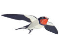 Barn Swallow Paper Toys