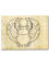 Dibujo para colorear Egipto 30x20cm Dibujo de contorno de escarabajo en papiro real