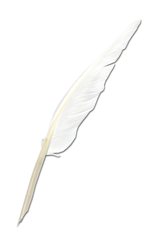 Plumín de escritura blanco, plumín de caligrafía, pluma real lista para escribir, pluma de ganso penna scriptoria