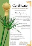 Égypte Papyrus Set Créatif Pharaon