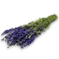 Delphinium blue 65cmDried flowers | Naturdeko