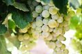 Mulsum Roman wine, vino aromatizado de los romanos -...