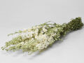 Delphinium Bunch white - 65 cm Dried Flowers, Natural Decor