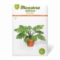 Mini jardin Monstera deliciosa - feuille à...