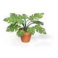 Mini jardin Monstera deliciosa - feuille à...