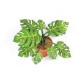 Mini Garden Monstera Deliciosa Cut-Out Sheet