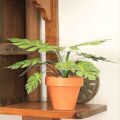 Mini Garden Monstera Deliciosa Cut-Out Sheet