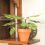 Mini Garden Monstera Deliciosa Cut-Out Sheet