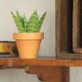 Mini Cactus Garden Papercraft Kit