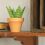 Mini Cactus Garden Papercraft Kit