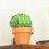 Mini Cactus Garden Papercraft Kit