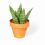 Mini Cactus Garden Papercraft Kit