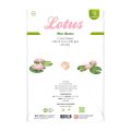 Lotus Paper Craft Kit