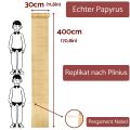 Pergamino Plinio | Pergamino - rollo de papiro 400x30cm largo