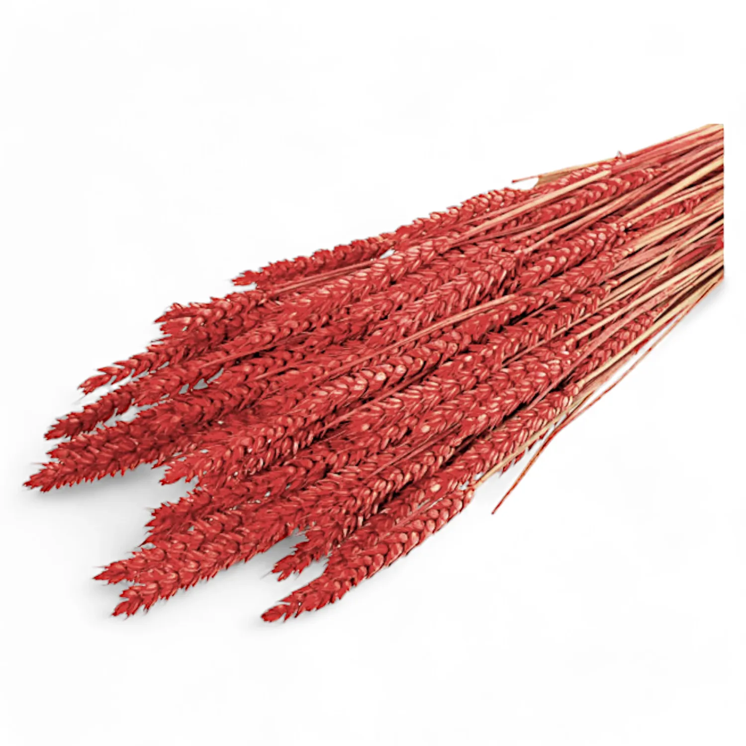 Weizen-Bündel rot als Trockenblumen-Deko