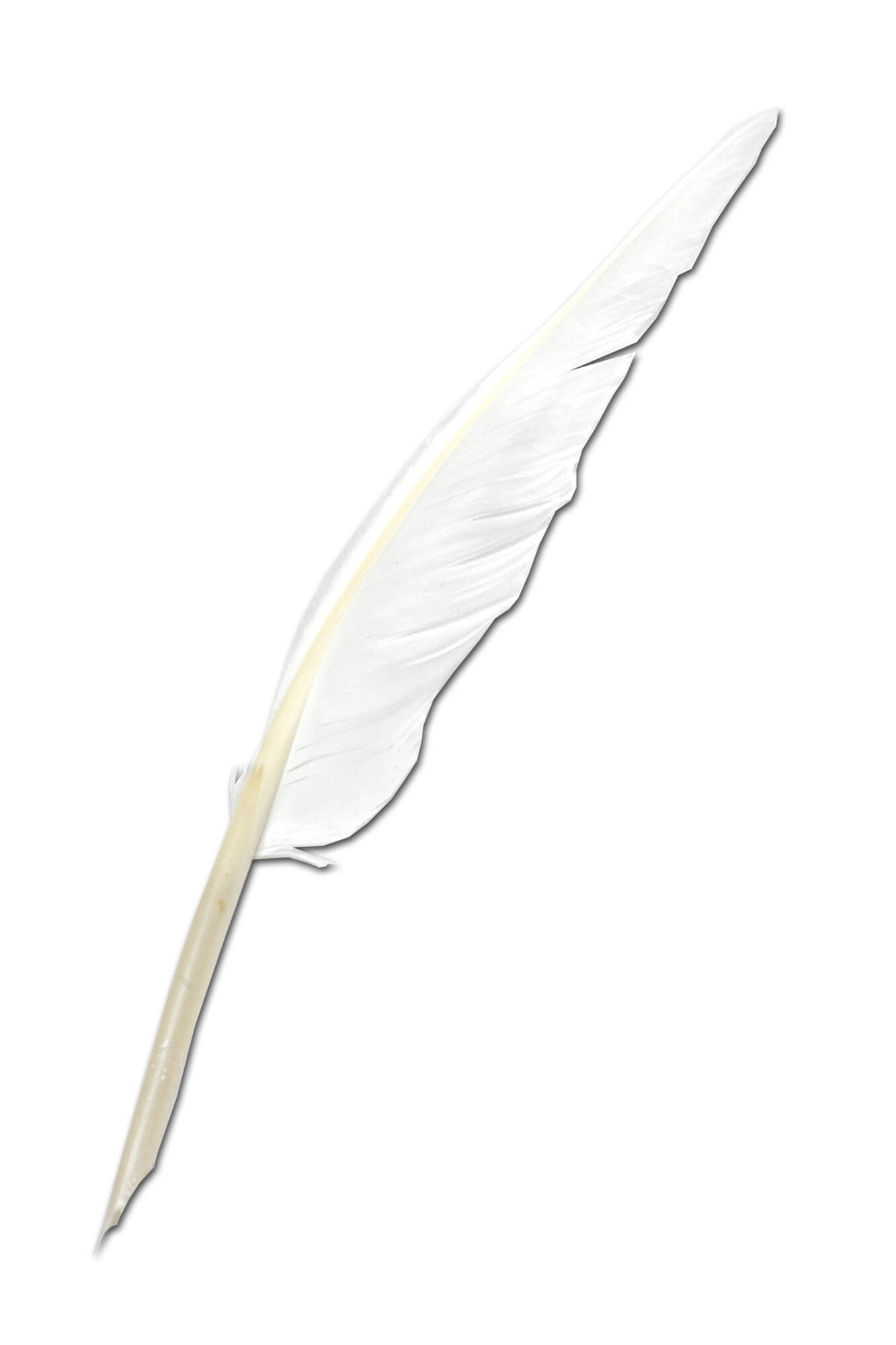feather penna pluma plume baignol et farjon 4 commerciale nib 