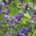 Whole French lavender buds - cleaned, 25 g