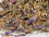Violet flowers incense 50g