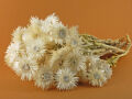 Aster Gartenstrohblume Bund Weiß 40cm