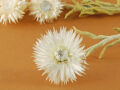 Ramo de flores de paja del jardín de Aster blanco 40cm