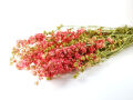 Pink Delphinium Bunch - 65 cm Dried Flowers, Natural Decor