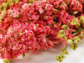 Pink Delphinium Bunch - 65 cm Dried Flowers, Natural Decor