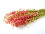 Pink Delphinium Bunch - 65 cm Dried Flowers, Natural Decor