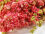 Pink Delphinium Bunch - 65 cm Dried Flowers, Natural Decor