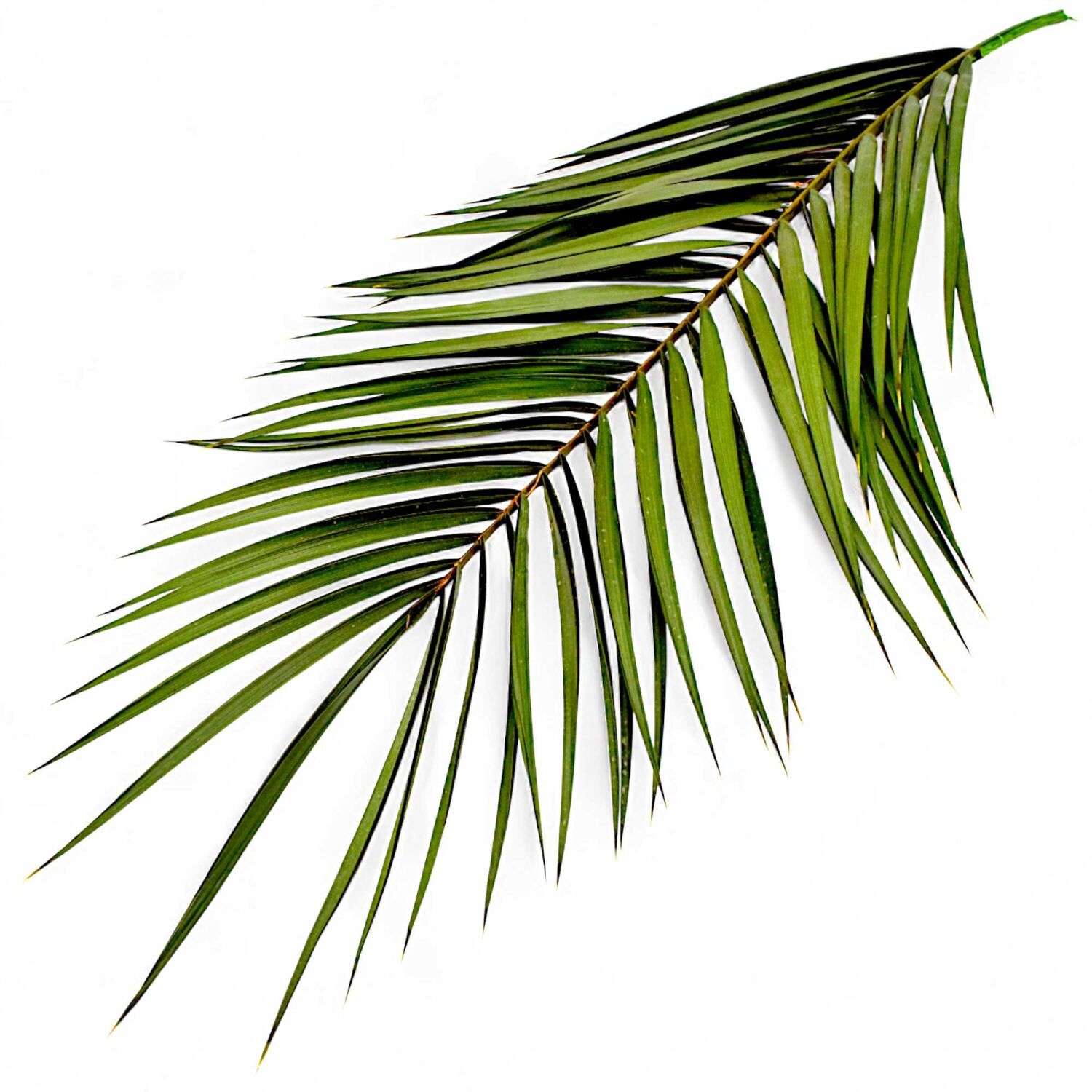 Palmwedel echt grün als Naturdeko Replik