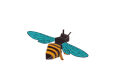 Honigbienen Bastelbogen