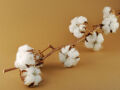 Cotton branch with many umbels real natural decoration