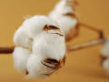 Rama de algodón con muchas umbelas decoración natural real