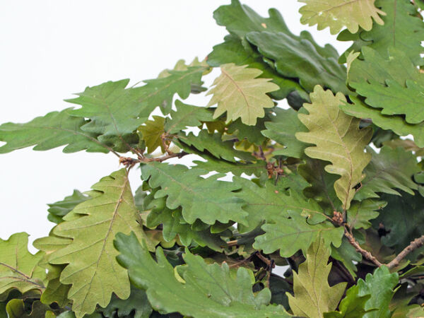 Oak leaves green natural dried