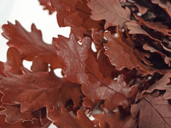 oak leaves autumn red natural dried