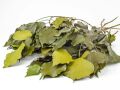 Natural dried ivy - Genuine plant