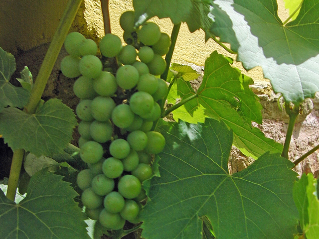 Roman wine grapes